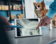 Veterinary radiology session